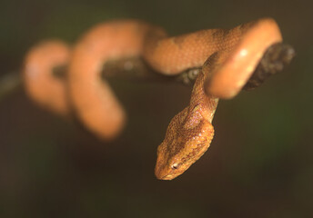 close up of a coiled orange morph malabar pit viper on a tree branch in Amboli India