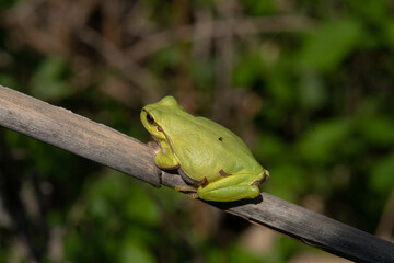 reptile eastern tree frog sits on a reed stalk on a sunny spring day