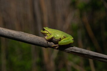 reptile eastern tree frog sits on a reed stalk on a sunny spring day