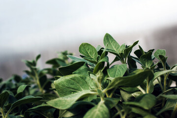 Beautiful plant leaves close up