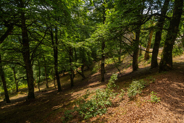 Path in the middle of the forest