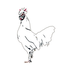 Color sketch of a rooster with transparent background