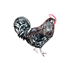 Color sketch of a rooster with transparent background