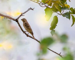 A Rose Finch resting on a branch
