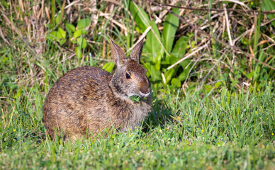 Wild Hare feeding in the morning wet grass at sweetwater wildlife park in Gainesville Florida.