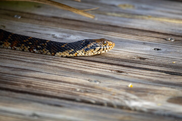 Water snake on the boardwalk at sweetwater wetland park in Gainesville Florida.