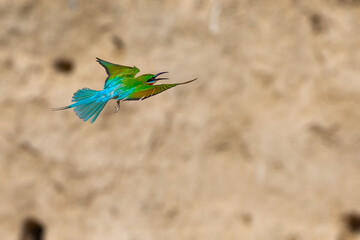 A Blue Tailed Bee Eater in flight