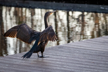 Cormorants at sweetwater wetland park in Gainesville Florida. 