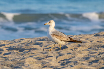 A ring-billed seagull walking in the sand at a public beach in Cape Canaveral Florida.