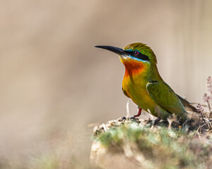 A Blue tail bee eater close up