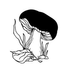 Sketch,doodle of forest mushrooms with wild plants.Vector graphics.
