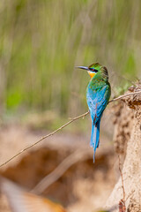 A Blue tailed bee eater sitting on a branch