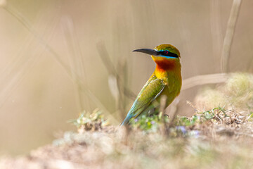 Obraz premium A Blue Tailed Bee Eater looking back