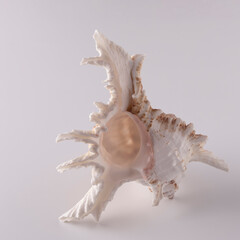 very beautiful seashell on a light background