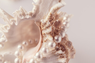 beautiful pearl beads on a seashell