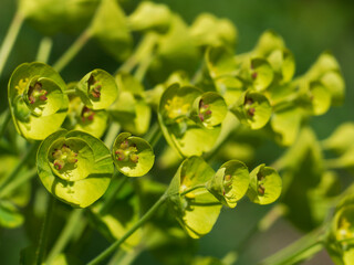 Closeup of Mediterranean spurge flowers (Euphorbia characias, or Albanian spurge)