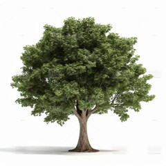 tree isolated on white background, generative ai