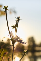 Silhouette of a flower against the background of the shining sun