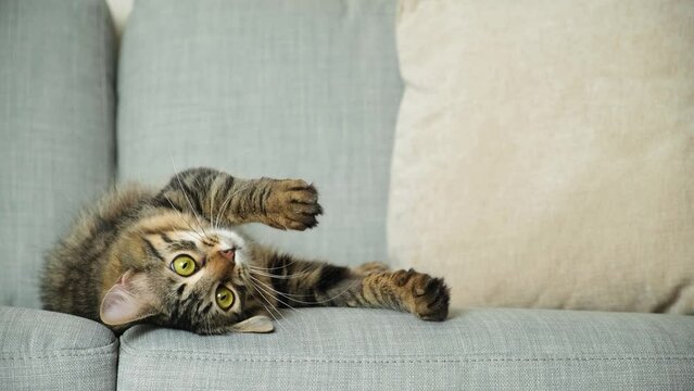 Funny cat lies on the couch, turns on its back and yawns. Home comfort with your beloved pet.