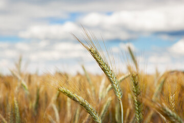 Rural landscape. Close-up of rye ears, a field of ripening rye on a summer day. Time of sunrise or sunset. Rich harvest idea, harvest time concept.