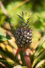 Small growing pineapple at farm
