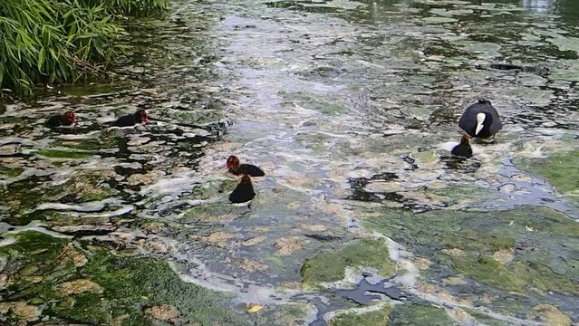 Coots family