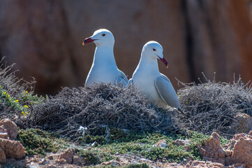 Gabbiano corso (Ichthyaetus audouinii)