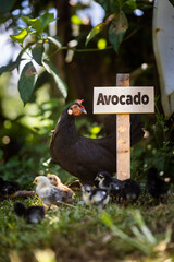 cute little Plant tree sign avocado at farm