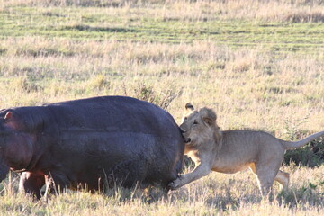 Lion cub chasing young hippo, lions claws in hippos's back
