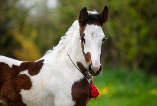 Cute paint horse foal portrait