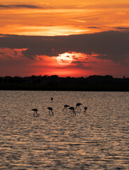 Flamingos in Park of the Salina di Cervia in Italy at sunset.
