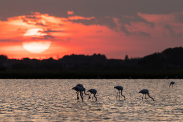 Fototapeta na wymiar Flamingos in Park of the Salina di Cervia in Italy at sunset.