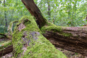 Two very old trees on which wild moss grows