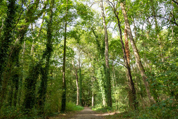 Beautiful curtain of green trees in a dense forest