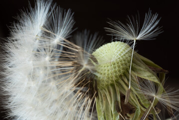 un bellissimo soffione con i suoi semi, background con soffione bianco