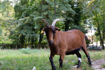 Naklejka na ściany i meble A beautiful brown goat with huge horns walks in the reserve