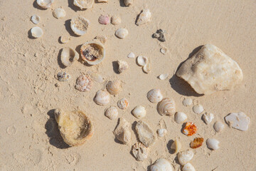 Fototapeta na wymiar A beautiful sandy beach with a seashells at a resort in Cancun, Mexico. Closeup.