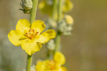 A hoary mullein plant that has bloomed with its fresh yellow flowers. Verbascum pulverulentum.