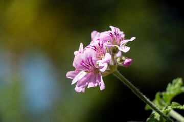 Obraz premium A sweet scented geranium with pink flowers. Blooming plant in spring time. Soft background. Pink Flowers. Pelargonium graveolens.
