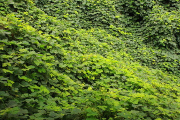 Green forest with trees and plants in the summer season. Nature background. Mountain landscape with trees and shrubs