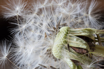 un bellissimo soffione con i suoi semi, background con soffione bianco