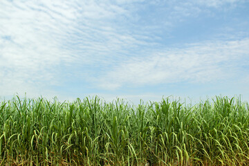 Sugarcane plantation with blue sky and clouds.