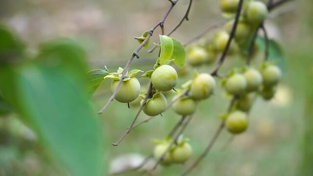 Persimmon. View of persimmon fruits. Japanese autumn leaves and winter season concept video