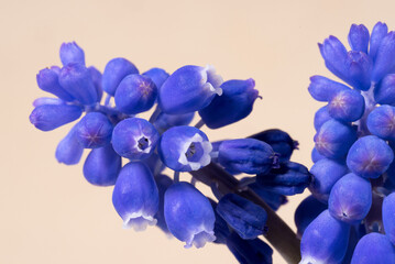 Fototapeta na wymiar un bellissimo fiore di colore blu, foto macro di muscari azzurro.