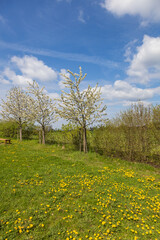 Spring landscape with blooming trees and a meadow full of dandelions. Blue sky.