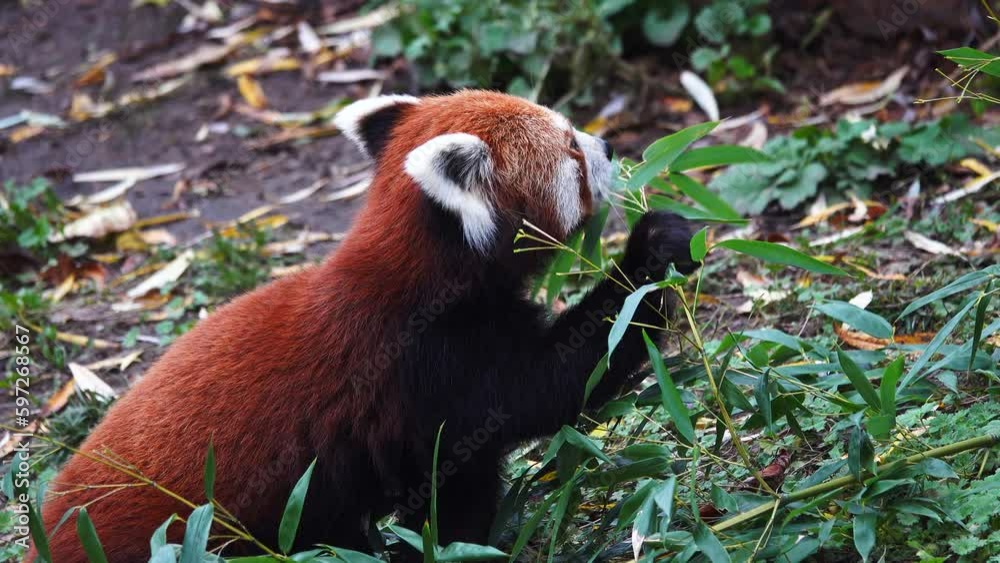 Poster red panda eats green bamboo leaves