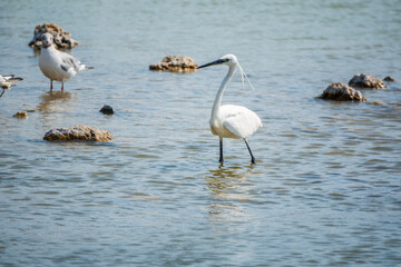 The small white heron or Little egret stands in the lake