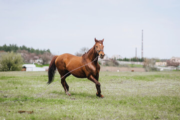 Beautiful young nimble strong brown horse, stallion runs in a meadow with green grass in a pasture,...