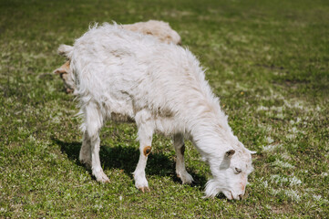White, curly-haired goats graze in the meadow, eating green grass in the field. Animal photography, portrait, herbivore.