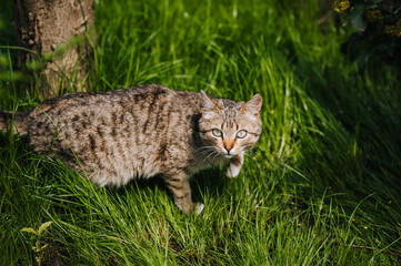 A small gray cat hunts, standing in nature in green grass. Animal photography, portrait.